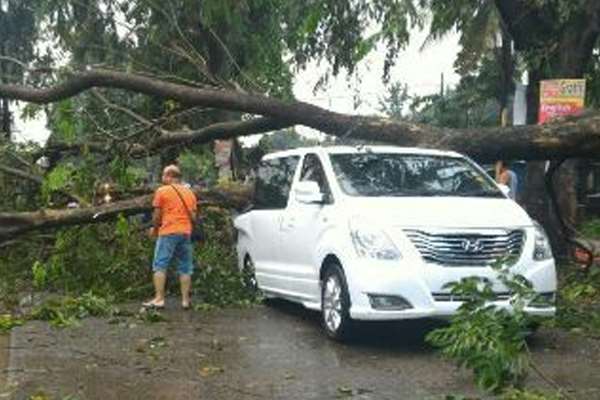 Korban Pohon Tumbang, Ini Prosedur Ajukan Klaim