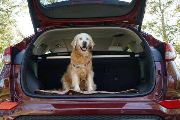 Jangan Sembarangan, Bawa Anjing Naik Mobil Tidak Mudah